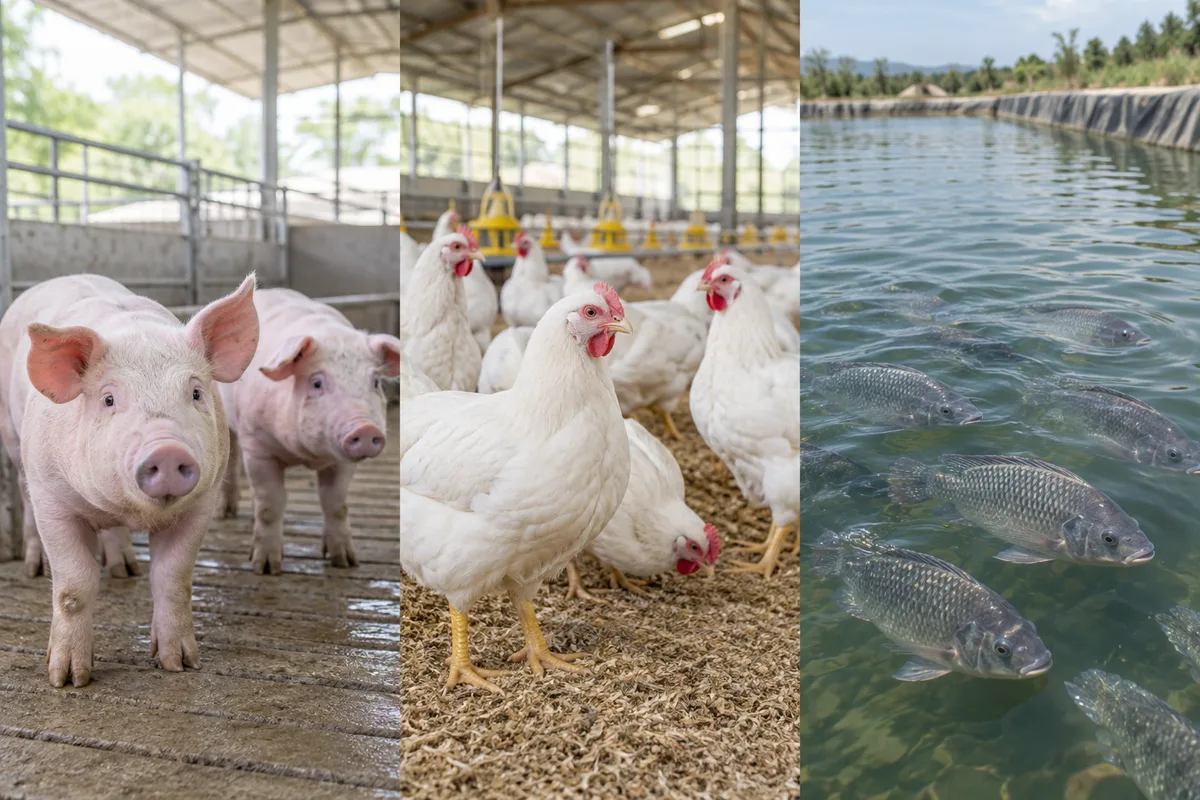 Pigs, chickens and fish in their respective farming environments